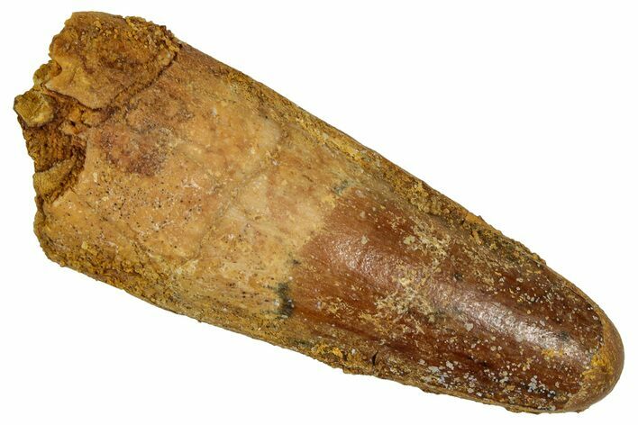 Fossil Spinosaurus Tooth - Feeding Worn Tip #353063